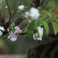 Ngắm vườn nhất chi mai hiếm có, khó trồng ở Hà Nội