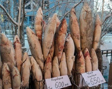 Buốt răng thưởng thức món đặc sản cá sống của Nga
