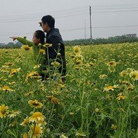 Cánh đồng hoa cải cúc đẹp như tranh vẽ ngay gần Hà Nội