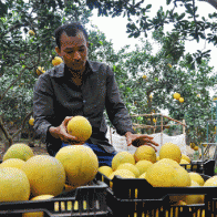 Cây, con mới làm nên “sức sống” nông nghiệp Thủ đô