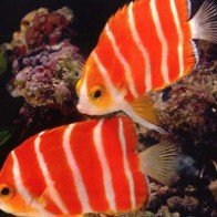 Top 7 siêu cá cảnh “đắt hơn vàng”