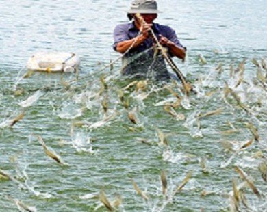 Việt Nam sẽ chiếm lĩnh thị trường tôm nước lợ