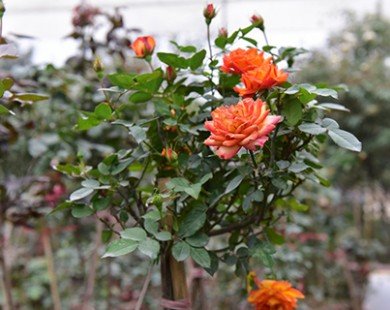Hoa hồng Thái Lan, Sa Pa giá hàng chục triệu chơi Tết