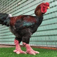 Gà Đông Tảo giá 1.000 USD “hút” khách nhà giàu dịp Tết