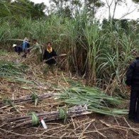 Nghệ An: Nông dân phấn khởi đón Tết ấm vì giá mía cao