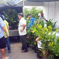 Bỏ trăm nghìn mua ổi trồng trong chậu về chơi Tết