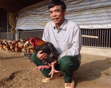 Trại gà Đông Tảo 'cháy' hàng, chủ nhà không dám thịt ăn