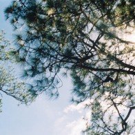 Đà Lạt - thành phố ngàn thông reo cho những kẻ mơ mộng