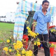 Hàng loạt cây mai đắt tiền bị trộm nhổ gốc, bỏ chậu trong đêm