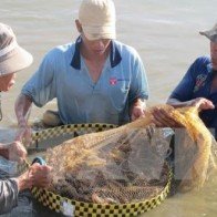 Giá tôm nguyên liệu ở Bạc Liêu đang có chiều hướng tăng mạnh