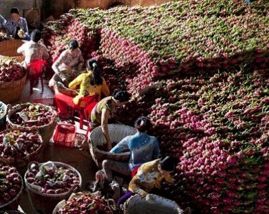 Trái cây Việt tìm đất màu ở thị trường ngoại