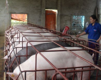 Giá lợn giảm thấp kỷ lục, cấp tốc giảm đàn