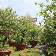 Hơn nửa triệu chậu hoa giấy 'lỡ hẹn' chợ xuân