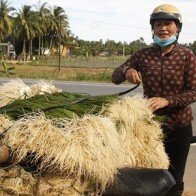 Kiệu tăng giá “nhảy vọt”, nông dân vui mừng chờ Tết