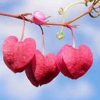 12 Chòm sao tốt và xấu khi yêu