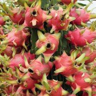 Dân phố mua thanh long kiểng tiền triệu về chơi Tết