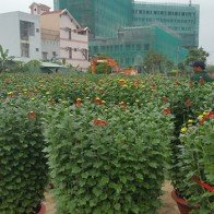 Chợ hoa tết Đà Nẵng: Giá cao, ảm đạm người mua