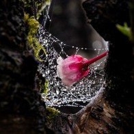 Ngắm hoa đào chuông nở trong sương sớm tại Bà Nà Hills