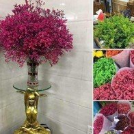 Dân mạng cảnh báo hóa chất độc hại từ hoa sao khô đang tràn ngập thị trường hoa Tết