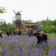 Làng hoa Nhật Tân rộn ràng du khách check-in dịp giáp Tết