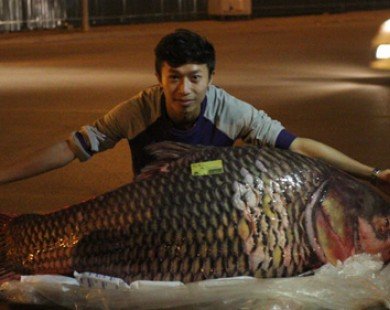 Cá hô đỏ "khủng" gần 100kg xuất hiện ở Hà Nội