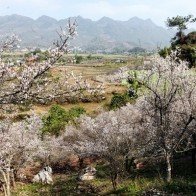 Sắc xuân trên khắp rẻo cao Tây Bắc