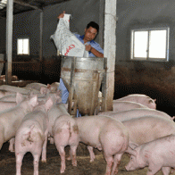 Lợn, gà tăng giá nhẹ sau Tết