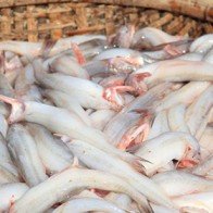 Cá khoai giá chẳng hề "khoai"