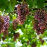 Nho giúp bảo vệ chống lại bệnh Alzheimer