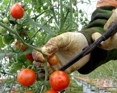 Nông dân Nghệ An trồng rau cao cấp theo công nghệ Israel