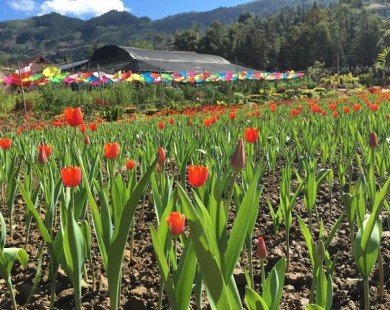 Giới trẻ phát sốt với cánh đồng hoa tulip ở cao nguyên Lào Cai