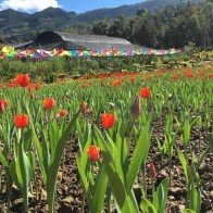 Giới trẻ phát sốt với cánh đồng hoa tulip ở cao nguyên Lào Cai