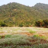 Vườn hoa tam giác mạch bung nở giữa tháng Giêng ở vùng đất 3 vua