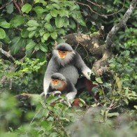 Xây dựng “lá phổi xanh” ở Đà Nẵng thành khu du lịch quốc gia