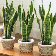 5 loại cây tốt cho giấc ngủ mỗi nhà nên có ít nhất một cây trong phòng ngủ