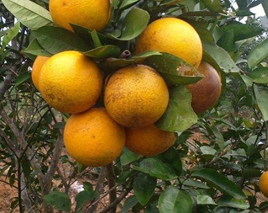 Top 8 loại cam ngon nhất đất Việt