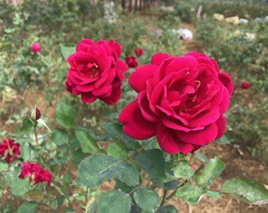 Vườn hồng 20.000 gốc đẹp như tranh vẽ ở ngoại ô Hà Nội