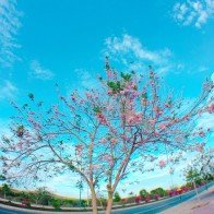 Con đường đỗ mai tuyệt đẹp ven biển Phan Thiết