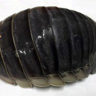 Bọ bọ biển - trông thì ghê nhưng thịt ngon miễn chê