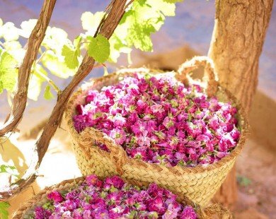 Chót yêu những đóa hồng damascena vùng Hdida, Maroc