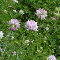 6 loại thực phẩm chữa bệnh tốt hơn cả kháng sinh