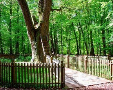 Bridegroom’s Oak – Cây sồi “mai mối” nổi tiếng ở Đức