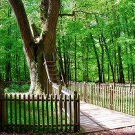 Bridegroom’s Oak – Cây sồi “mai mối” nổi tiếng ở Đức