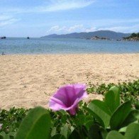 Rau muống biển chữa dị ứng