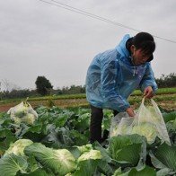 Rau xanh rớt giá, càng bán càng buồn