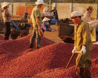 Việt Nam trở thành nước xuất khẩu cà phê lớn nhất thế giới?