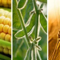 Giá ngô và lúa mỳ tăng, giá đậu tương giảm