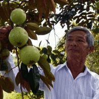 Lão nông làm giàu giữa “rốn mặn” U Minh
