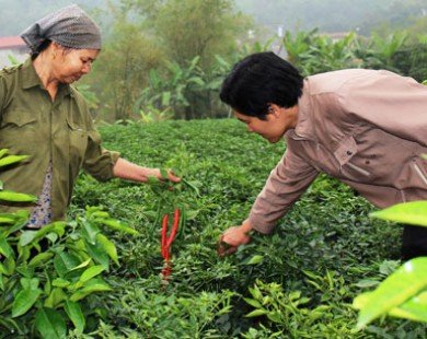 Bắc Ninh: Trồng ớt chỉ thiên lãi đến 8 triệu đồng/sào
