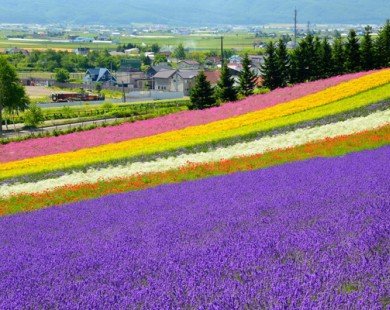 Ba điểm đến mới nổi để đến Nhật ngắm hoa anh đào 2017